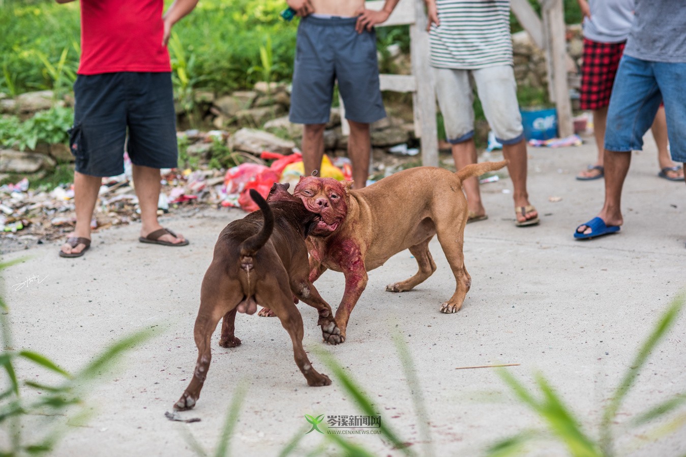 玉林斗狗風采，小巷深處的獨特風情展