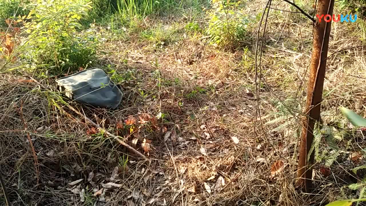 鷓鴣中套最新視頻，領(lǐng)略傳統(tǒng)藝術(shù)魅力的震撼登場(chǎng)！