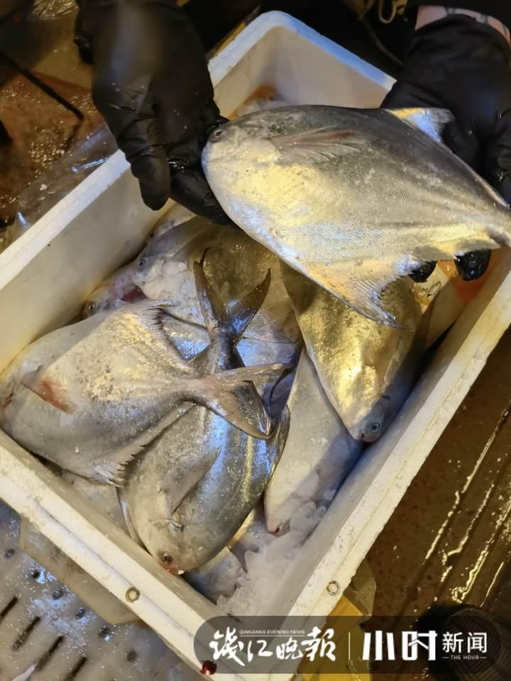 帶魚(yú)行情，一場(chǎng)海鮮盛宴的溫馨之旅