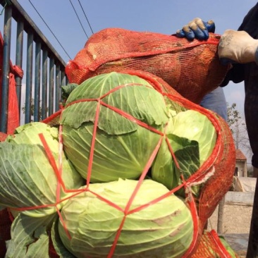 湖北包菜價(jià)格動(dòng)態(tài),湖北包菜價(jià)格動(dòng)態(tài)，一場(chǎng)尋找內(nèi)心平靜的綠色之旅
