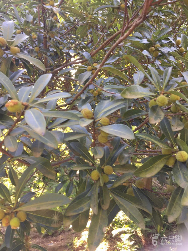 橫河大山搬遷最新動態(tài)，力量重塑與未來希望