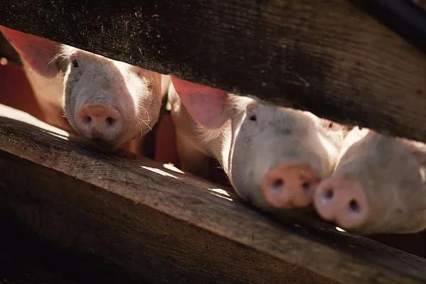 全國生豬市場價格動態(tài)，變化中的機遇與挑戰(zhàn)的旅程