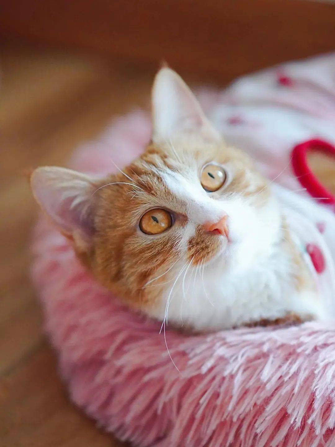 貓咪資訊速遞，探索貓咪的自信成長(zhǎng)與優(yōu)雅步伐