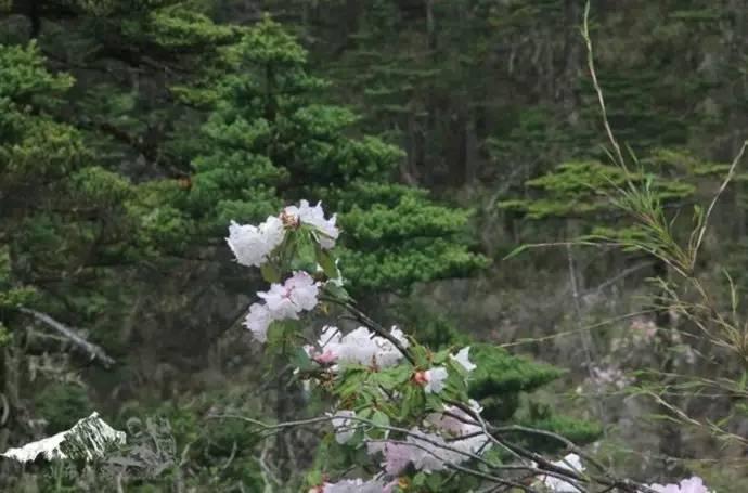 雨崩最新美景圖，探索與欣賞的詳細(xì)步驟指南，美不勝收！