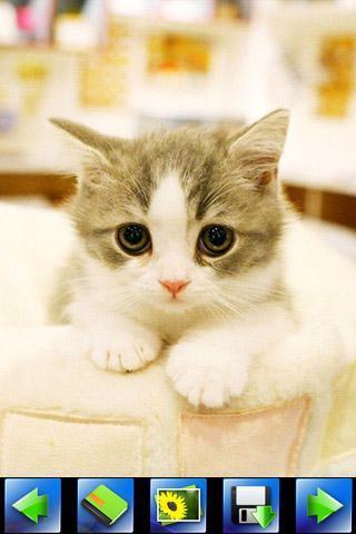 探索特色小店，最新貓咪應(yīng)用下載，小巷隱藏寶藏的奇妙之旅