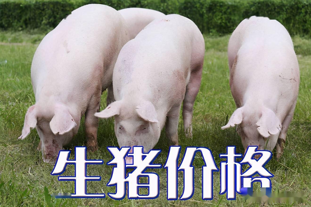 濰坊今日生豬價格探索，一場綠色之旅尋找內(nèi)心平靜