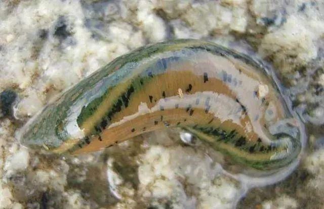 石斑魚孵化技術(shù)革新詳解，從入門到精通的孵化指南