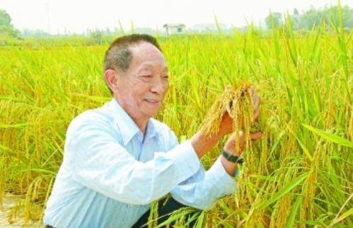 袁隆平最新科研進(jìn)展揭秘，突破性進(jìn)展引人矚目