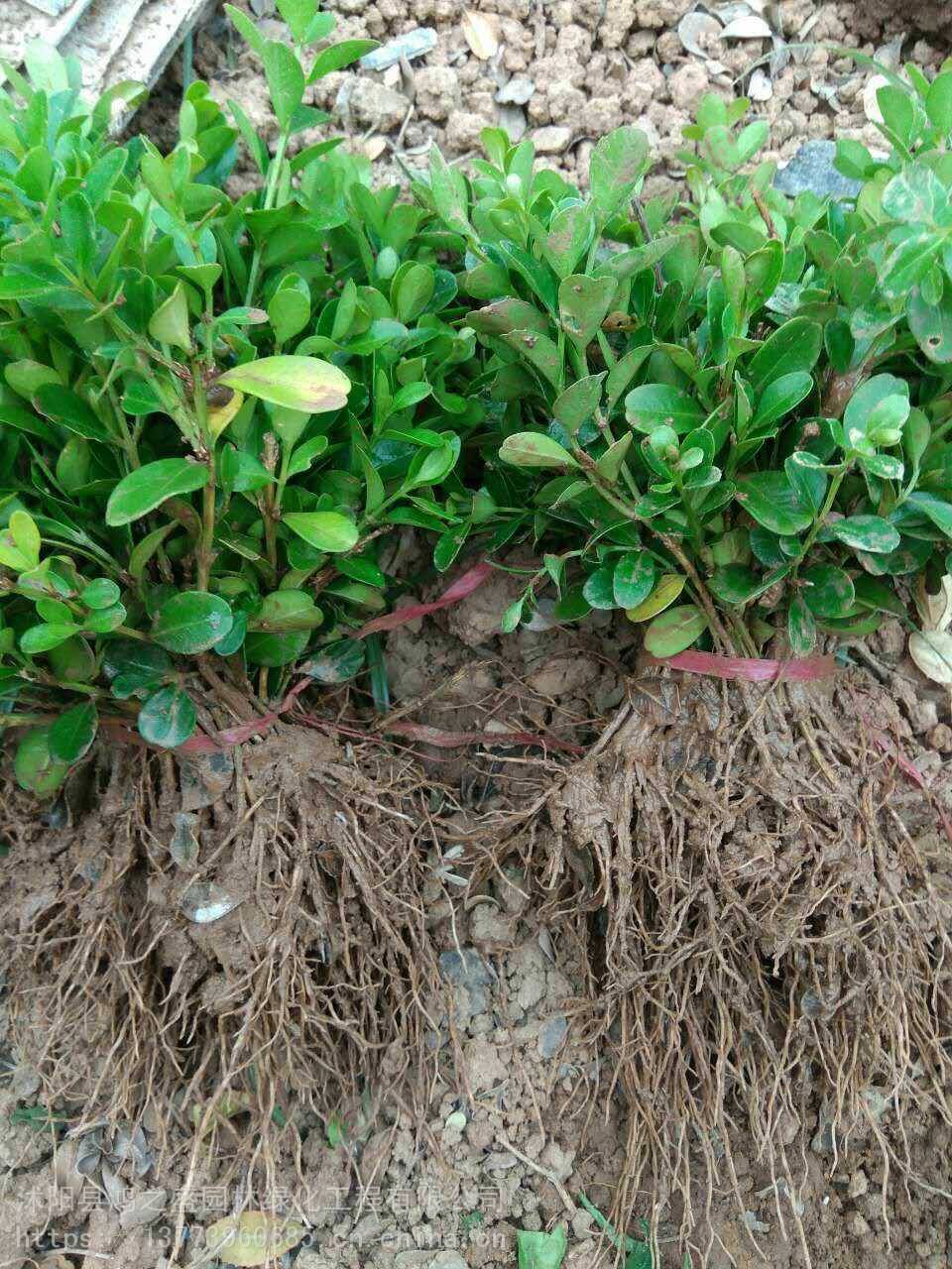 黃楊小苗價格探尋之旅，自然美景的邂逅與發(fā)現(xiàn)