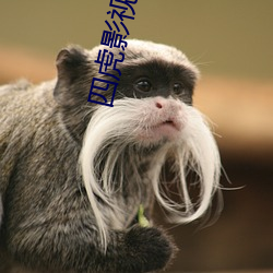 四虎影最新在線觀看，熱門影視的全新體驗