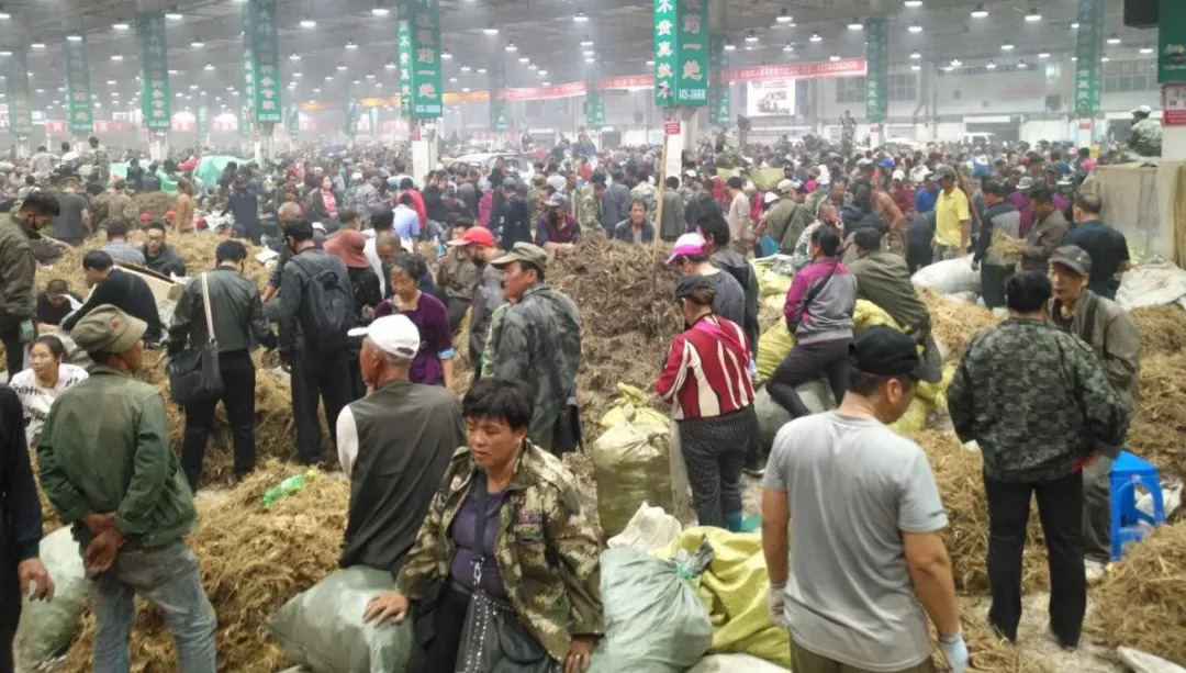 萬良人參市場最新動態(tài)揭秘，日常奇遇與溫情紐帶