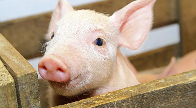 全國生豬最新行情深度解析與觀點(diǎn)闡述，今日市場趨勢分析