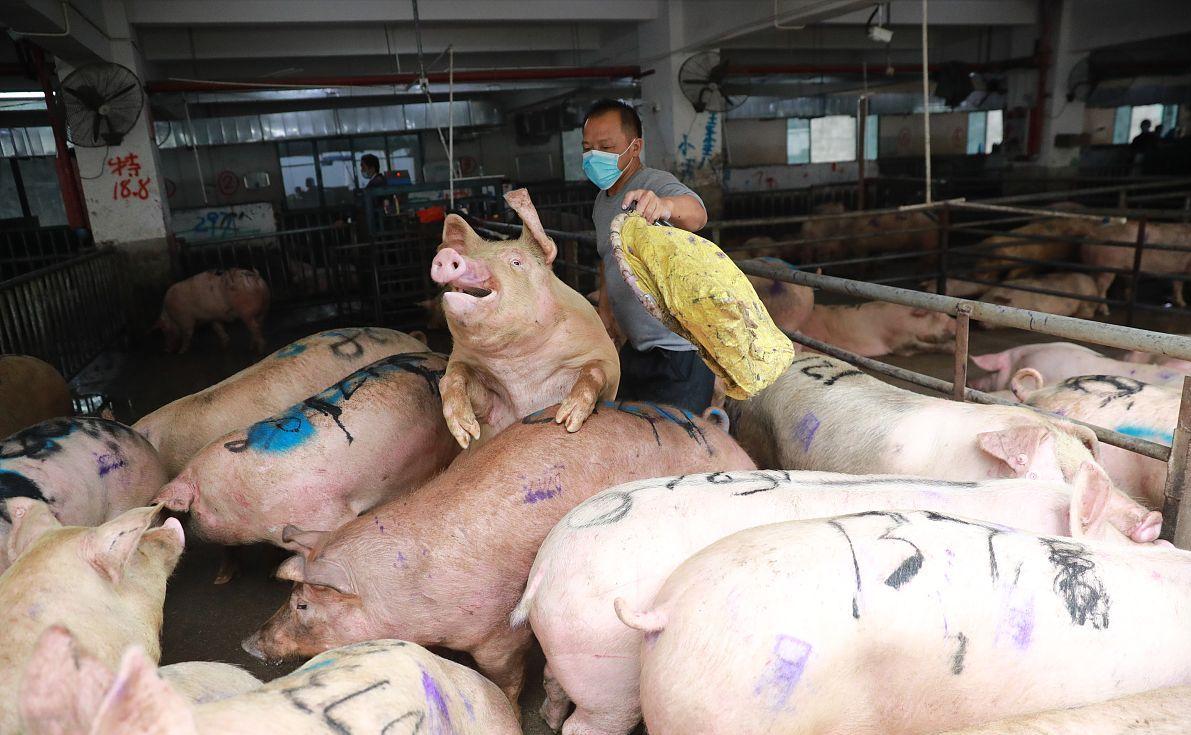 科技引領(lǐng)未來(lái)，最新小麥價(jià)格行情實(shí)時(shí)查詢動(dòng)態(tài)掌握