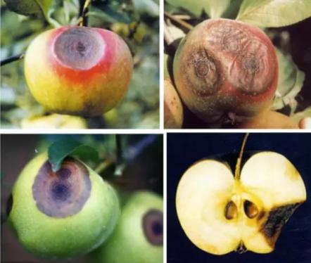 最新炭疽病治療藥物，變化、學習與信心的力量探索