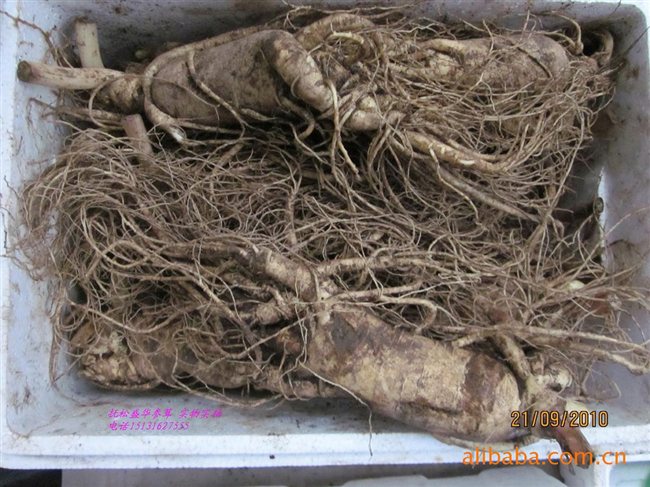 人參最新價格及市場走勢、品質(zhì)鑒別全解析