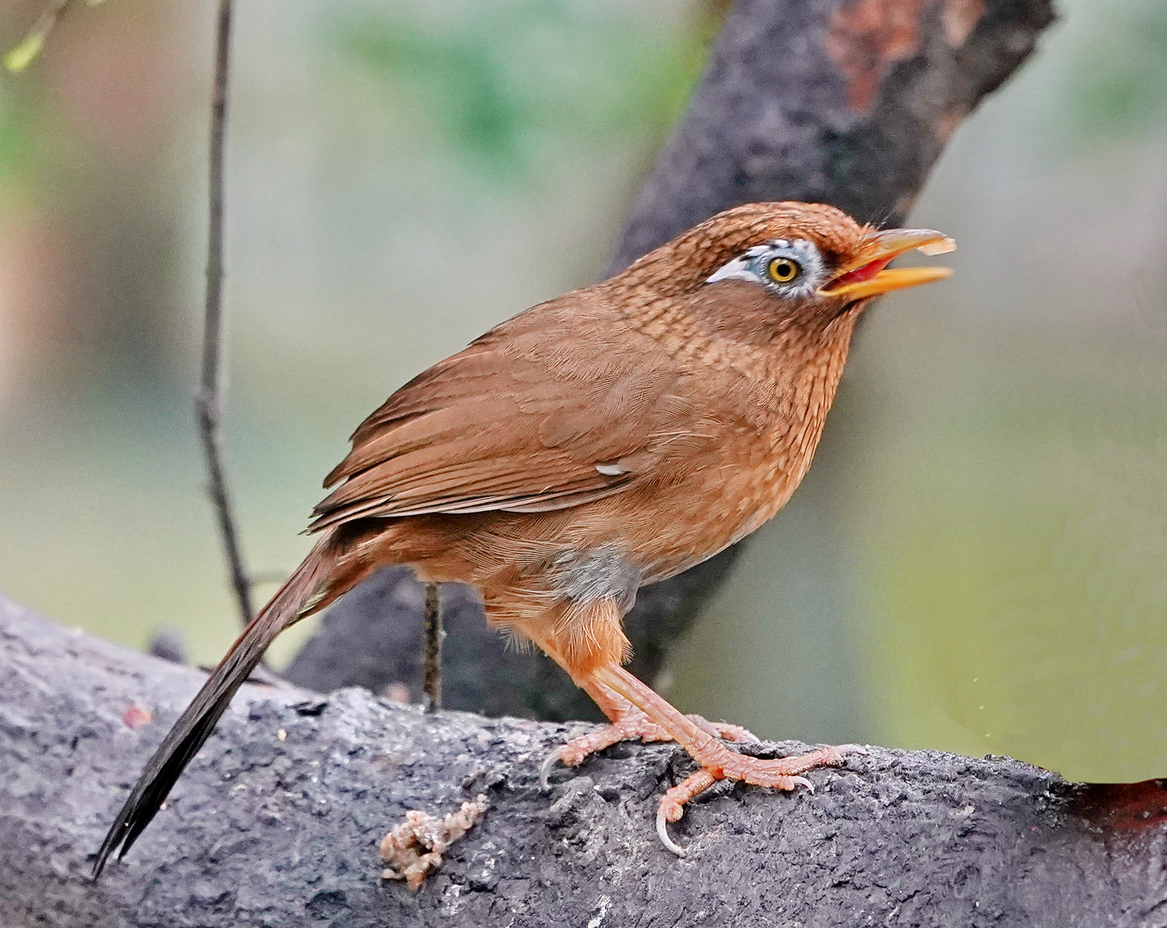 最新畫(huà)眉鳥(niǎo)，與自然美景的遨游，探尋內(nèi)心平和的旅程
