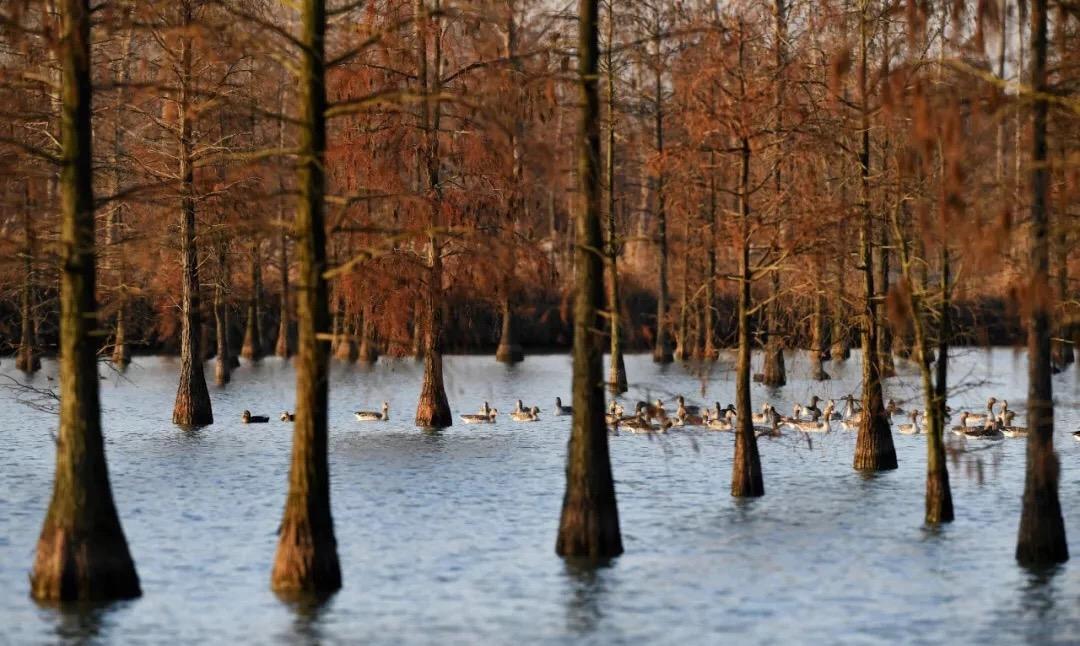 燈飾燈具 第128頁