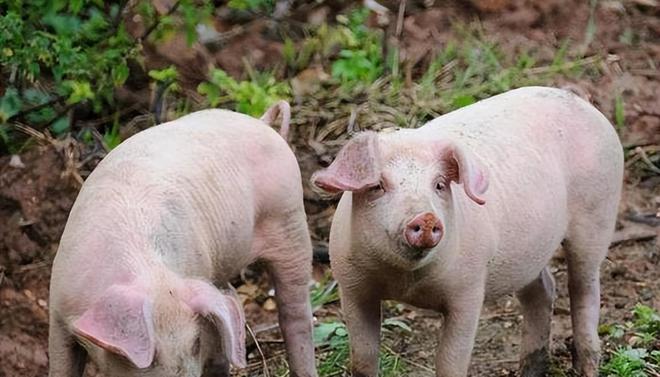 時(shí)代背景下的市場(chǎng)洞察，母豬價(jià)格最新行情分析