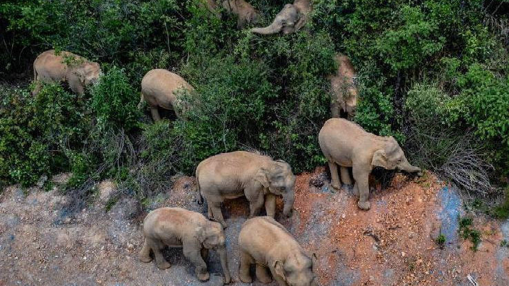 象群最新現(xiàn)身地，力量與自信之歌的演繹