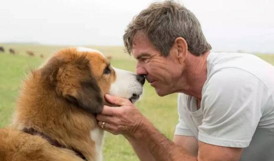 最新關于狗的電影，深度探討與觀點闡述