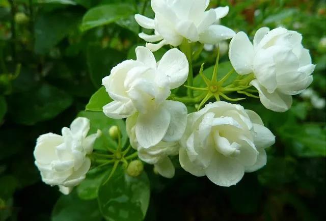 花香滿園最新章節(jié)獲取攻略，輕松閱讀新書(shū)章節(jié)的步驟