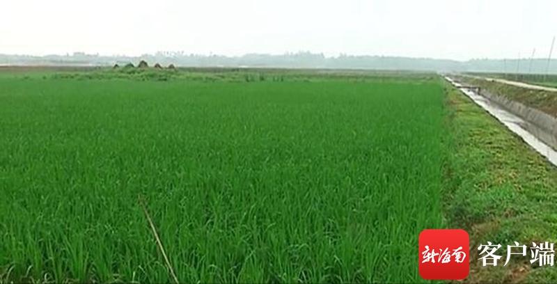 澄邁最新動態(tài)，自然美景探索之旅，尋覓內(nèi)心平和與寧靜的旅程