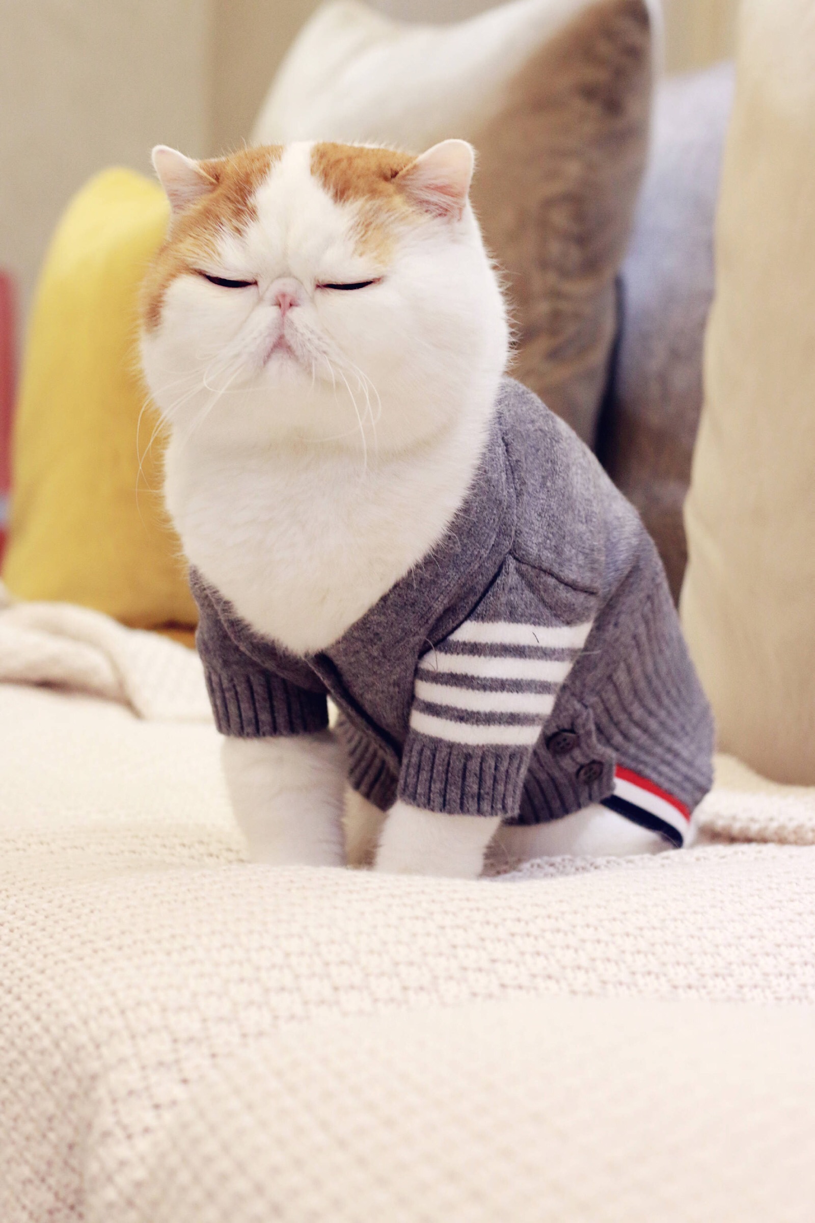 小胖Snoopy最新萌照，瞬間融化人心！