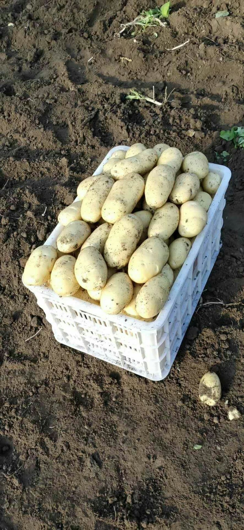 萊西土豆最新價(jià)格動(dòng)態(tài)，變化中的價(jià)值與學(xué)習(xí)中的力量