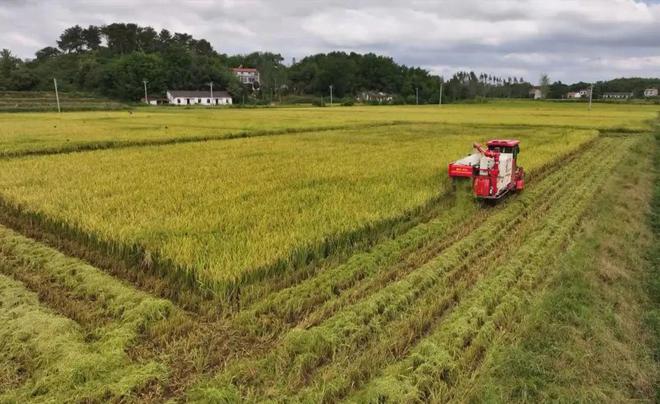 最新直播稻技術揭秘，小巷深處的稻田直播秘境探索
