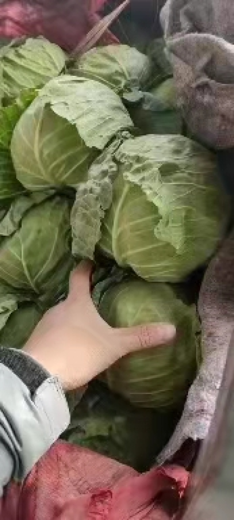 永年甘藍(lán)最新價(jià)格及市場走勢、種植要點(diǎn)與購買指南全解析