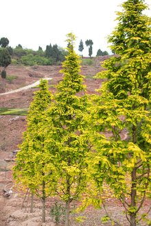 最新彩葉樹種種植與養(yǎng)護指南，從選種到養(yǎng)護一步到位！