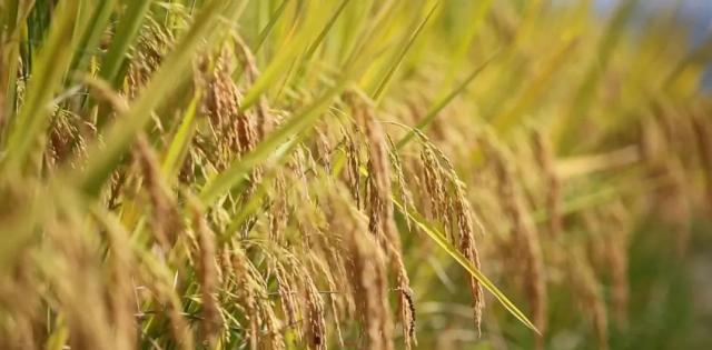 蒼南最新動(dòng)態(tài)，變化中的力量，學(xué)習(xí)鑄就自信與成就