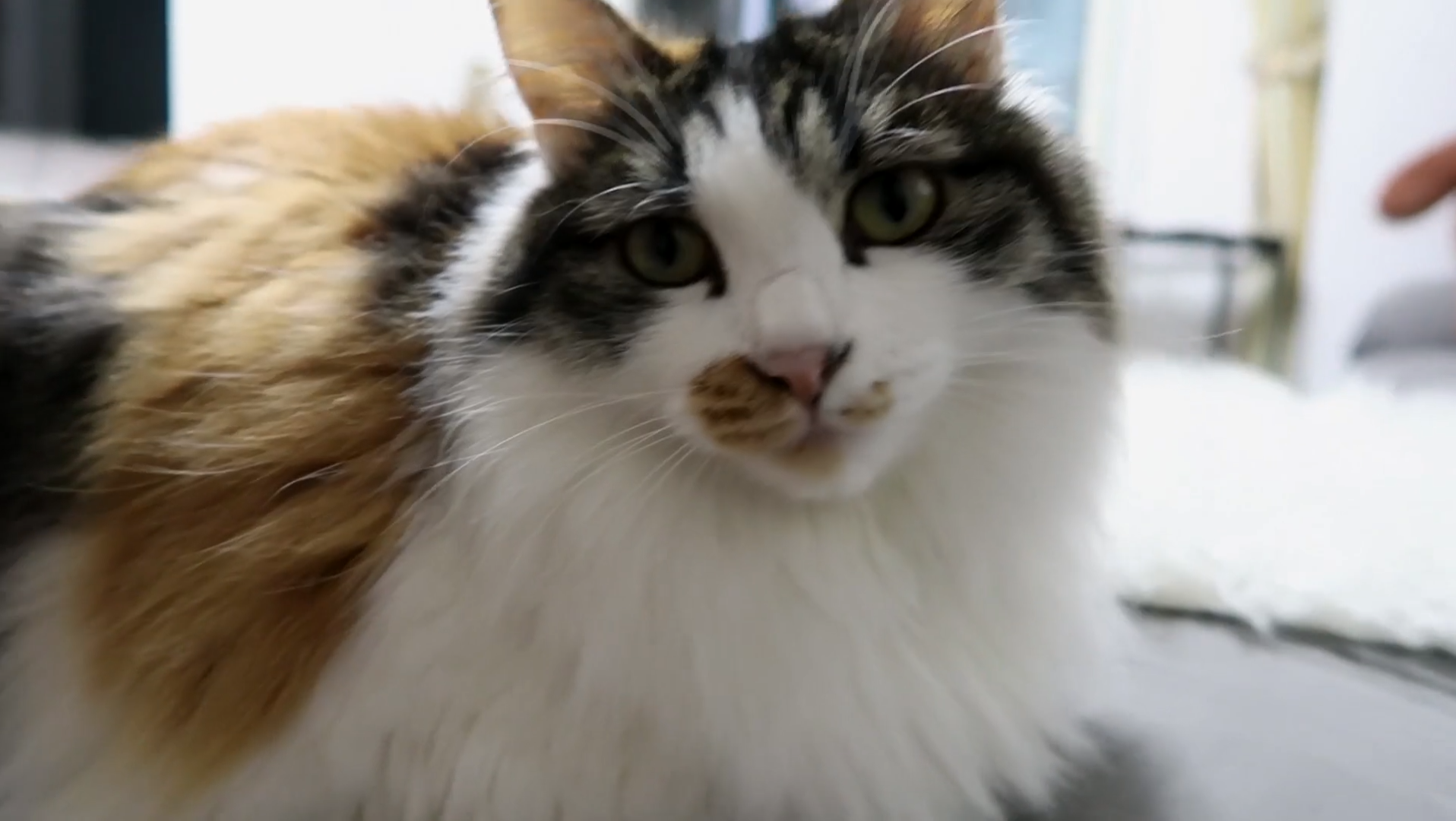 Maomi最新域名網(wǎng)站，時(shí)尚潮流的前沿引領(lǐng)者