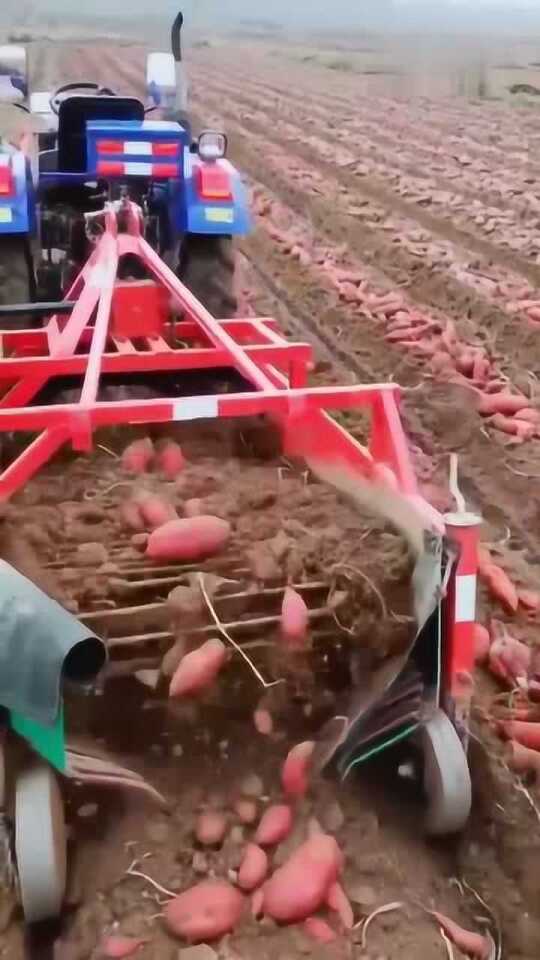 科技革新引領(lǐng)紅薯挖掘新紀(jì)元，最新挖紅薯機(jī)器亮相！