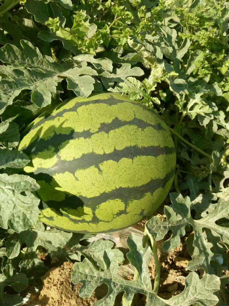 惠民西瓜最新價(jià)格，一顆瓜的成長之路與你的成長相伴