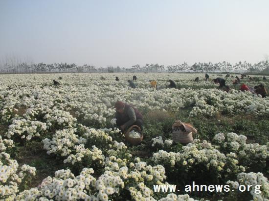 界首最新新聞，學(xué)習(xí)變革的力量，自信與成就感的融合之路