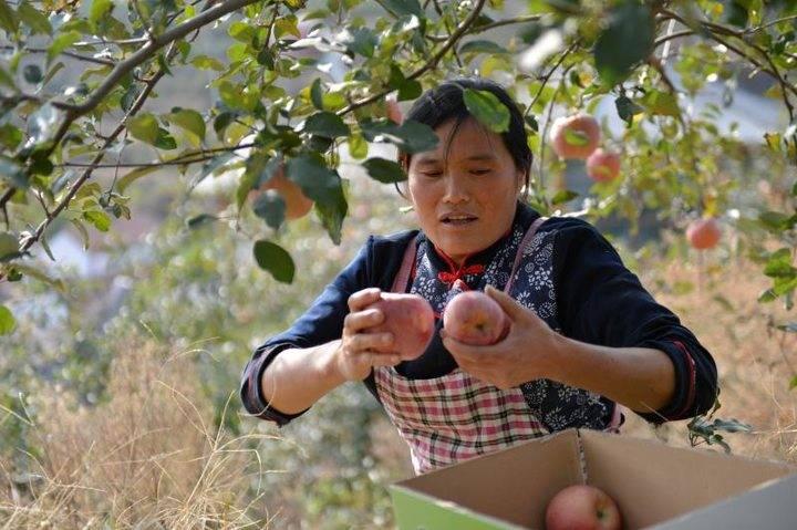 沂源蘋果最新價(jià)格，綠色之旅帶來內(nèi)心的平靜