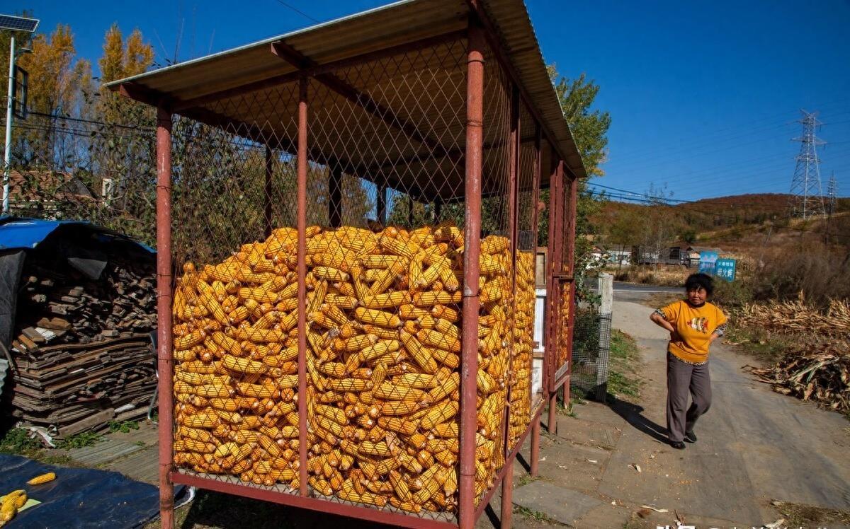 玉米最新動(dòng)態(tài)，與自然美景的旅行之旅