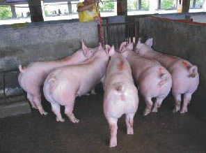 最新仔豬品種選擇與飼養(yǎng)指南，品種介紹與飼養(yǎng)步驟全解析