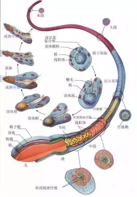 窩精子最新，小巷中的秘密風(fēng)味探索