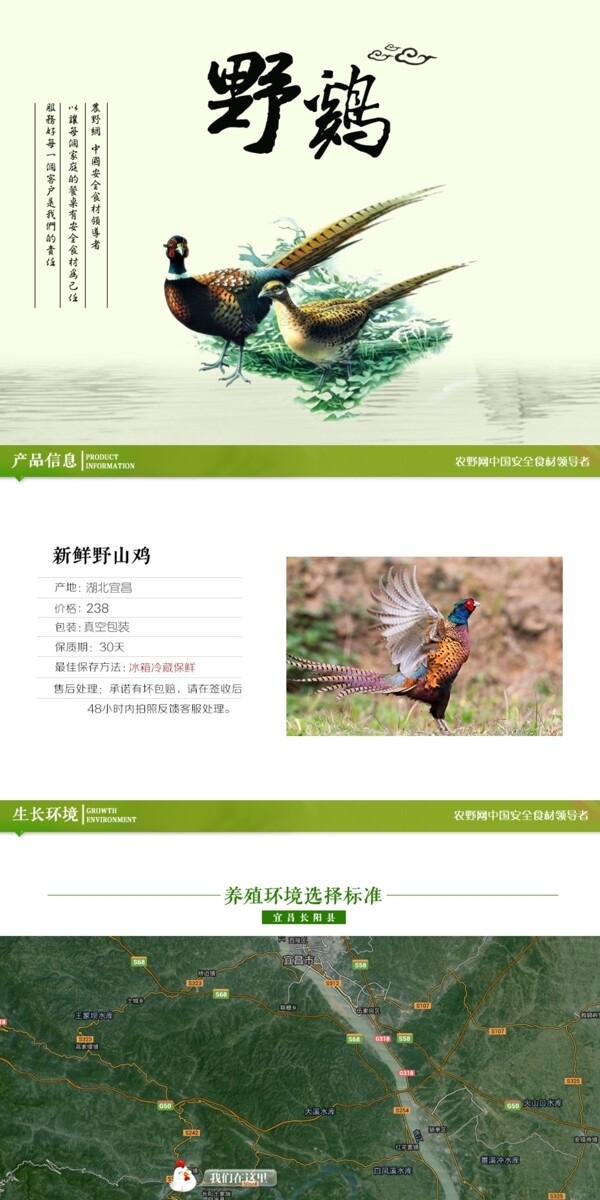 深度剖析，最新山雞的背景、事件與地位概述