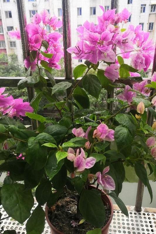 小巷深處的獨特花語，最新殘花之美