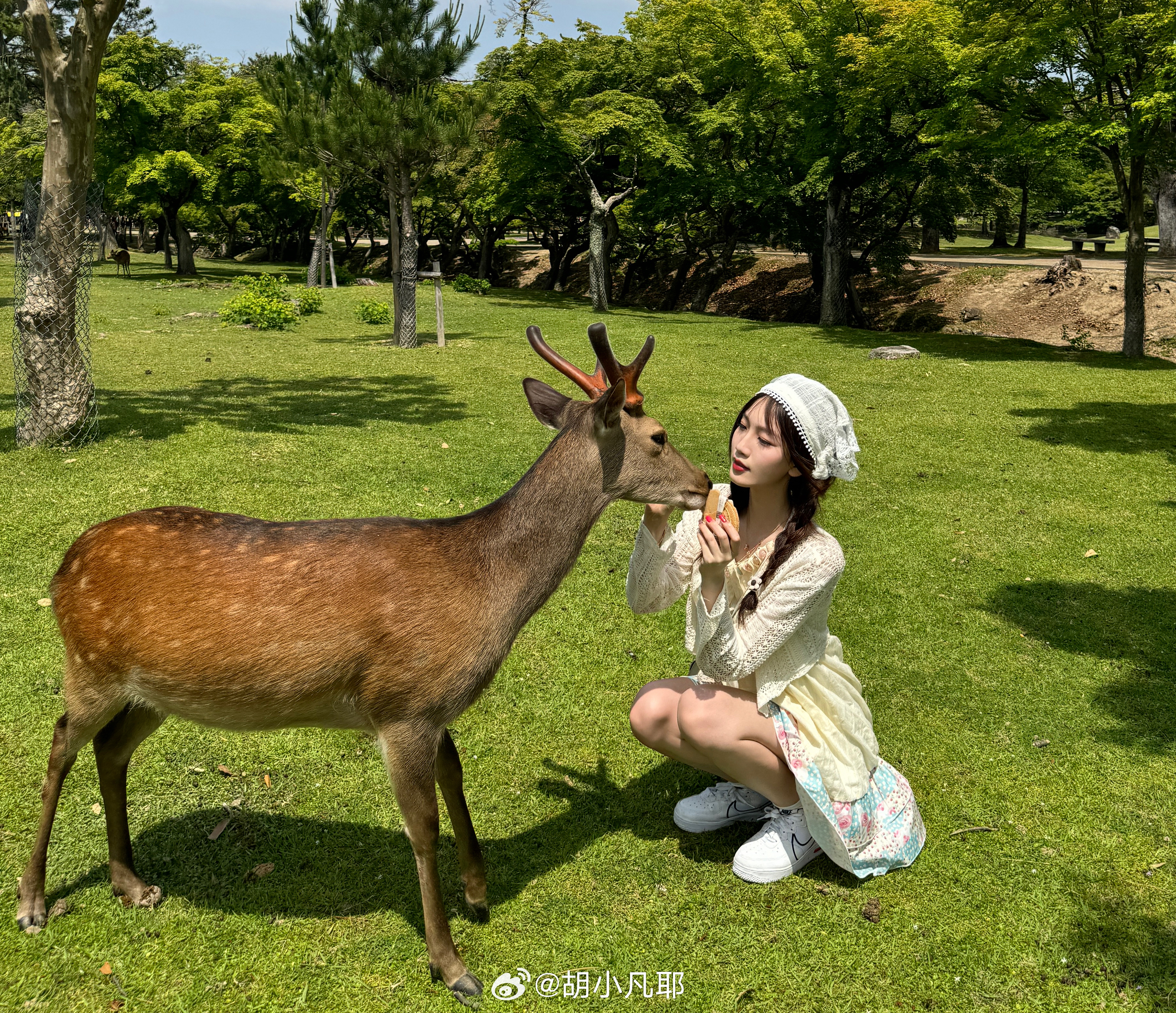 小鹿鹿最新，自然美景的探索之旅