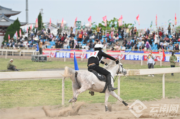馬王最新動(dòng)態(tài)，探索馬術(shù)世界的新篇章