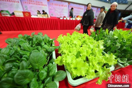 南京最新蔬菜，時(shí)代味道與文化脈絡(luò)的融合