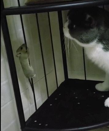 城市隱秘觀察者，灰色老鼠的最新動態(tài)觀察