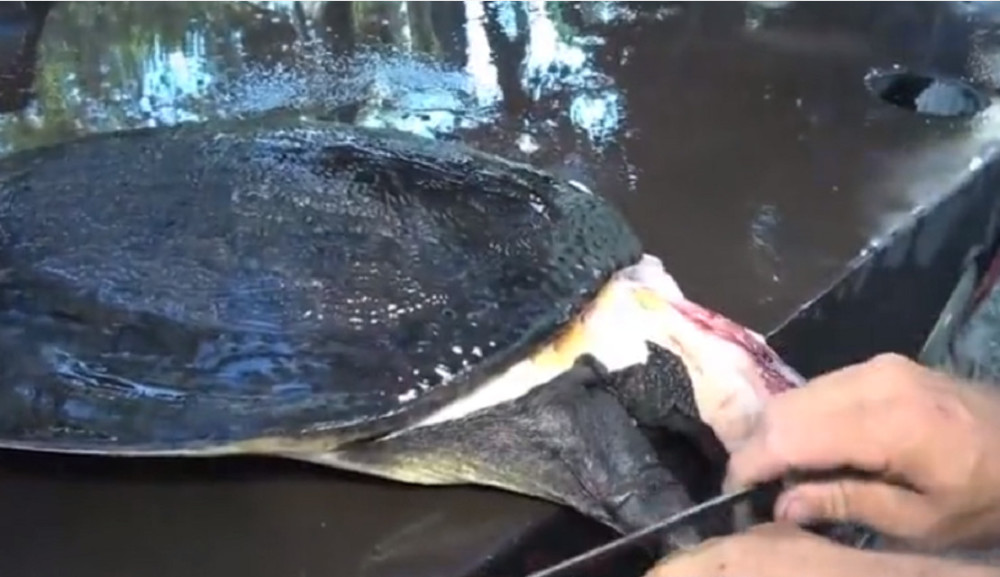 最新釣甲魚，一段垂釣樂趣的溫馨時光