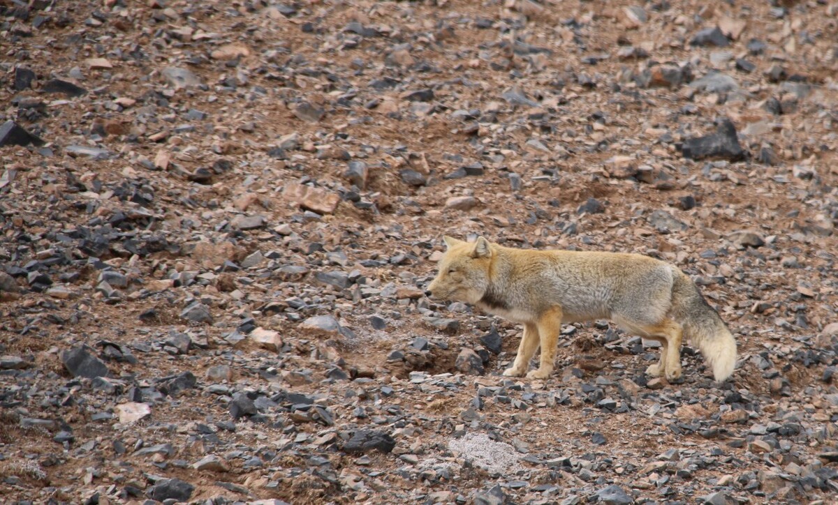 最新野狐，學(xué)習(xí)變化，自信助力夢(mèng)想實(shí)現(xiàn)