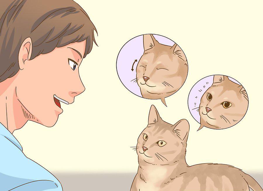 貓咪最新破譯，高科技重塑貓奴生活，智能養(yǎng)貓新時代的開啟