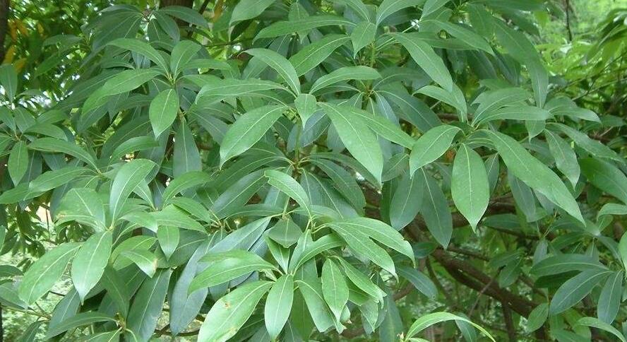 南山楠最新，自然美景的輕松探索之旅